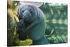 Caribbean manatee or West Indian manatee mother with baby, captive, Beauval Zoo, France-Eric Baccega-Stretched Canvas