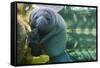 Caribbean manatee or West Indian manatee mother with baby, captive, Beauval Zoo, France-Eric Baccega-Framed Stretched Canvas
