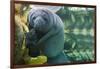 Caribbean manatee or West Indian manatee mother with baby, captive, Beauval Zoo, France-Eric Baccega-Framed Photographic Print