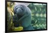 Caribbean manatee or West Indian manatee mother with baby, captive, Beauval Zoo, France-Eric Baccega-Framed Photographic Print