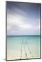 Caribbean, Netherland Antilles, Aruba, Divi beach, Pelicans on wooden posts-Jane Sweeney-Mounted Photographic Print