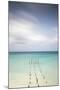 Caribbean, Netherland Antilles, Aruba, Divi beach, Pelicans on wooden posts-Jane Sweeney-Mounted Photographic Print