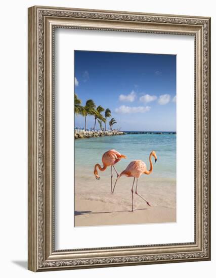 Caribbean, Netherland Antilles, Aruba, Renaissance Island, Flamingo beach-Jane Sweeney-Framed Photographic Print