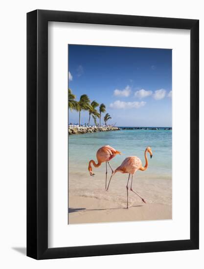 Caribbean, Netherland Antilles, Aruba, Renaissance Island, Flamingo beach-Jane Sweeney-Framed Photographic Print