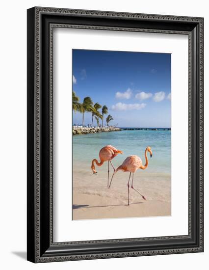 Caribbean, Netherland Antilles, Aruba, Renaissance Island, Flamingo beach-Jane Sweeney-Framed Photographic Print