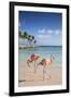 Caribbean, Netherland Antilles, Aruba, Renaissance Island, Flamingo beach-Jane Sweeney-Framed Photographic Print