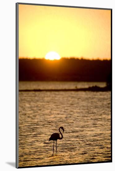 Caribbean, Netherlands Antilles. Flamingo in Gotomeer Lake at Sunset-Merrill Images-Mounted Photographic Print