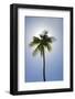 Caribbean, Puerto Rico. Coconut palm tree at Luquillo Beach.-Jaynes Gallery-Framed Photographic Print