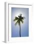 Caribbean, Puerto Rico. Coconut palm tree at Luquillo Beach.-Jaynes Gallery-Framed Photographic Print