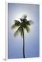 Caribbean, Puerto Rico. Coconut palm tree at Luquillo Beach.-Jaynes Gallery-Framed Photographic Print