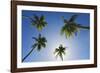 Caribbean, Puerto Rico. Coconut palm trees at Luquillo Beach.-Jaynes Gallery-Framed Photographic Print