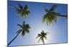 Caribbean, Puerto Rico. Coconut palm trees at Luquillo Beach.-Jaynes Gallery-Mounted Photographic Print