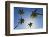 Caribbean, Puerto Rico. Coconut palm trees at Luquillo Beach.-Jaynes Gallery-Framed Photographic Print