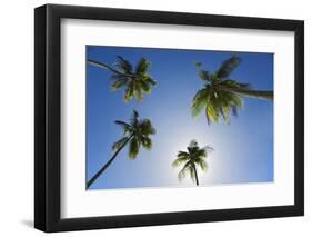 Caribbean, Puerto Rico. Coconut palm trees at Luquillo Beach.-Jaynes Gallery-Framed Photographic Print