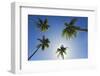 Caribbean, Puerto Rico. Coconut palm trees at Luquillo Beach.-Jaynes Gallery-Framed Photographic Print