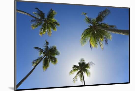 Caribbean, Puerto Rico. Coconut palm trees at Luquillo Beach.-Jaynes Gallery-Mounted Photographic Print