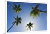 Caribbean, Puerto Rico. Coconut palm trees at Luquillo Beach.-Jaynes Gallery-Framed Photographic Print