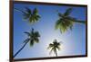 Caribbean, Puerto Rico. Coconut palm trees at Luquillo Beach.-Jaynes Gallery-Framed Photographic Print