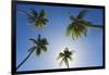 Caribbean, Puerto Rico. Coconut palm trees at Luquillo Beach.-Jaynes Gallery-Framed Photographic Print