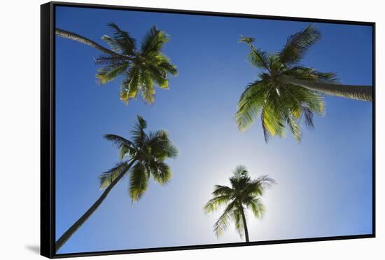 Caribbean, Puerto Rico. Coconut palm trees at Luquillo Beach.-Jaynes Gallery-Framed Stretched Canvas