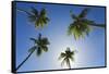 Caribbean, Puerto Rico. Coconut palm trees at Luquillo Beach.-Jaynes Gallery-Framed Stretched Canvas