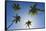 Caribbean, Puerto Rico. Coconut palm trees at Luquillo Beach.-Jaynes Gallery-Framed Stretched Canvas