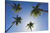 Caribbean, Puerto Rico. Coconut palm trees at Luquillo Beach.-Jaynes Gallery-Stretched Canvas