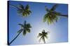 Caribbean, Puerto Rico. Coconut palm trees at Luquillo Beach.-Jaynes Gallery-Stretched Canvas