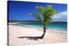 Caribbean, Puerto Rico, Vieques. Lone coconut palm on Red Beach.-Jaynes Gallery-Stretched Canvas