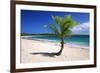 Caribbean, Puerto Rico, Vieques. Lone coconut palm on Red Beach.-Jaynes Gallery-Framed Premium Photographic Print