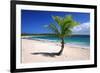 Caribbean, Puerto Rico, Vieques. Lone coconut palm on Red Beach.-Jaynes Gallery-Framed Premium Photographic Print