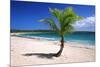 Caribbean, Puerto Rico, Vieques. Lone coconut palm on Red Beach.-Jaynes Gallery-Mounted Premium Photographic Print