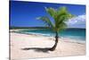 Caribbean, Puerto Rico, Vieques. Lone coconut palm on Red Beach.-Jaynes Gallery-Stretched Canvas