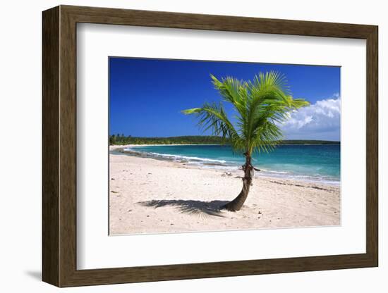 Caribbean, Puerto Rico, Vieques. Lone coconut palm on Red Beach.-Jaynes Gallery-Framed Photographic Print