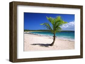 Caribbean, Puerto Rico, Vieques. Lone coconut palm on Red Beach.-Jaynes Gallery-Framed Photographic Print