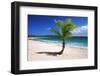 Caribbean, Puerto Rico, Vieques. Lone coconut palm on Red Beach.-Jaynes Gallery-Framed Photographic Print