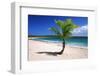 Caribbean, Puerto Rico, Vieques. Lone coconut palm on Red Beach.-Jaynes Gallery-Framed Photographic Print
