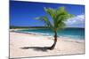 Caribbean, Puerto Rico, Vieques. Lone coconut palm on Red Beach.-Jaynes Gallery-Mounted Photographic Print