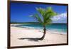 Caribbean, Puerto Rico, Vieques. Lone coconut palm on Red Beach.-Jaynes Gallery-Framed Photographic Print