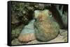 Caribbean Reef Octopus-Hal Beral-Framed Stretched Canvas