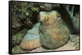 Caribbean Reef Octopus-Hal Beral-Framed Stretched Canvas