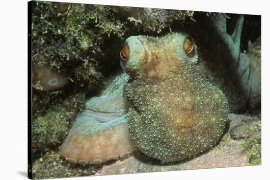 Caribbean Reef Octopus-Hal Beral-Stretched Canvas