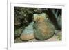 Caribbean Reef Octopus-Hal Beral-Framed Photographic Print