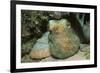 Caribbean Reef Octopus-Hal Beral-Framed Photographic Print