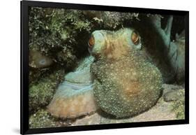 Caribbean Reef Octopus-Hal Beral-Framed Photographic Print