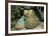 Caribbean Reef Octopus-Hal Beral-Framed Photographic Print