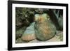 Caribbean Reef Octopus-Hal Beral-Framed Photographic Print