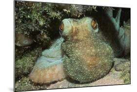 Caribbean Reef Octopus-Hal Beral-Mounted Photographic Print