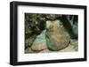 Caribbean Reef Octopus-Hal Beral-Framed Photographic Print