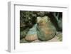 Caribbean Reef Octopus-Hal Beral-Framed Photographic Print